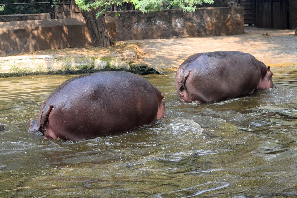 Hippopotamus amphibius