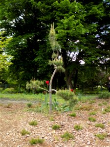 Hryshko National Botanical Garden