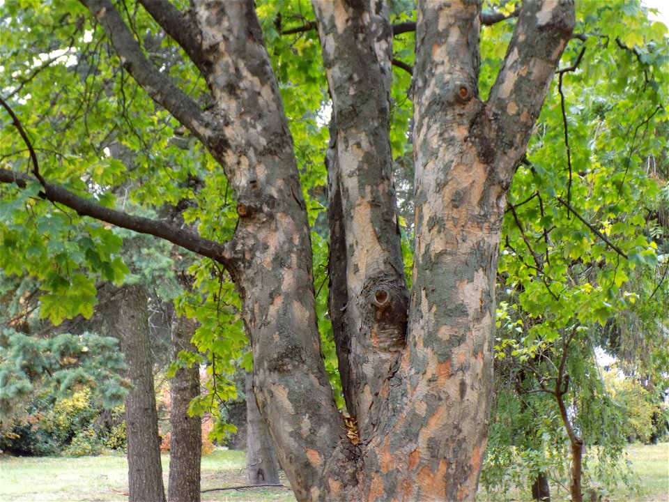 Hryshko National Botanical Garden