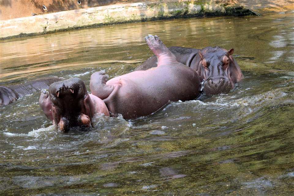 Hippopotamus amphibius