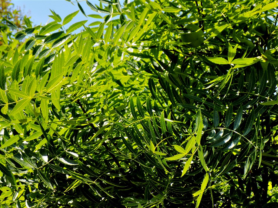Hryshko National Botanical Garden
