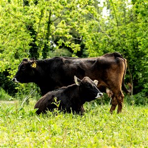 Animali, biodiversità, nella Tenuta Civranetta | Lorenzo Fidora azienda agricola