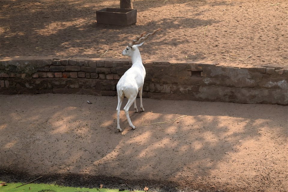 Antilope cervicapra - Male