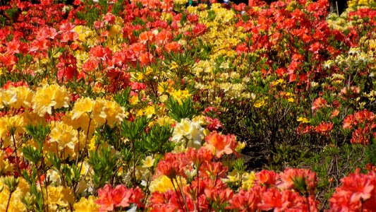 Hryshko National Botanical Garden