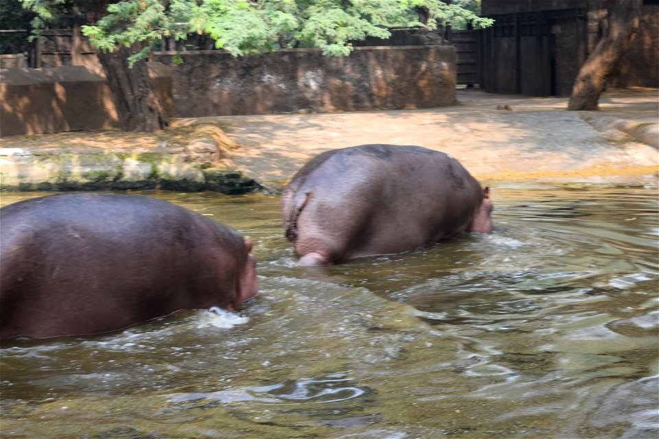 Hippopotamus amphibius