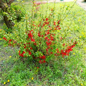 Hryshko National Botanical Garden