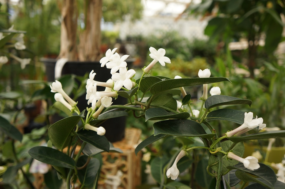 Jasmine Stephanotis plant