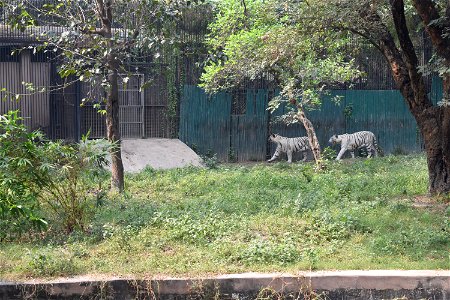 Panthera tigris