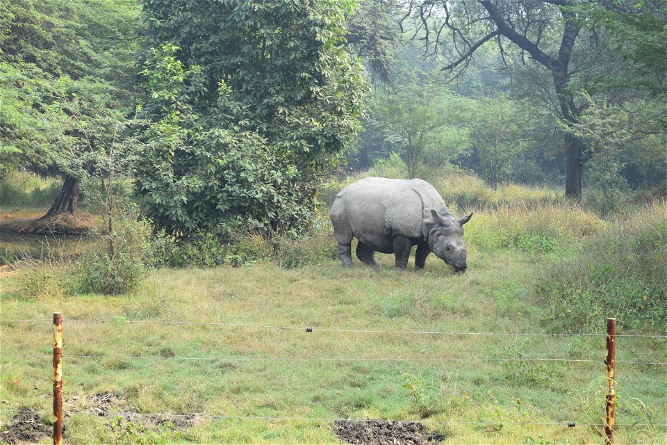 Rhinoceros unicornis