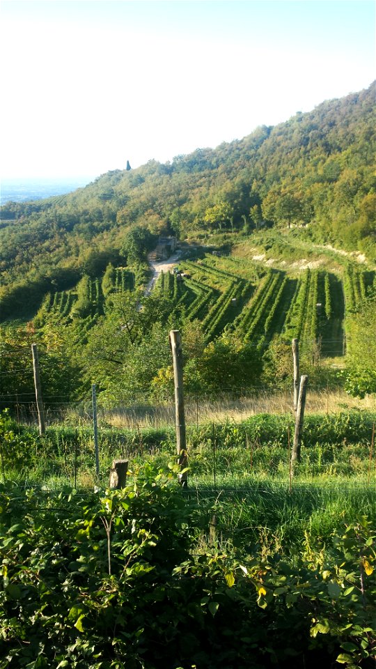 I vigneti della Valpolicella