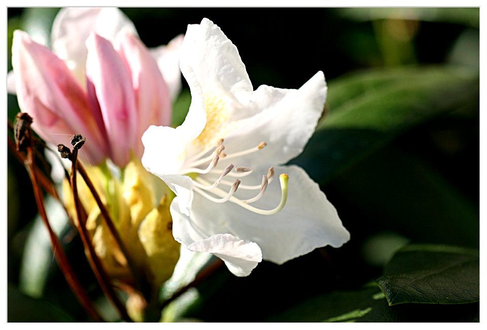 erste Rhododendronblüte 2007