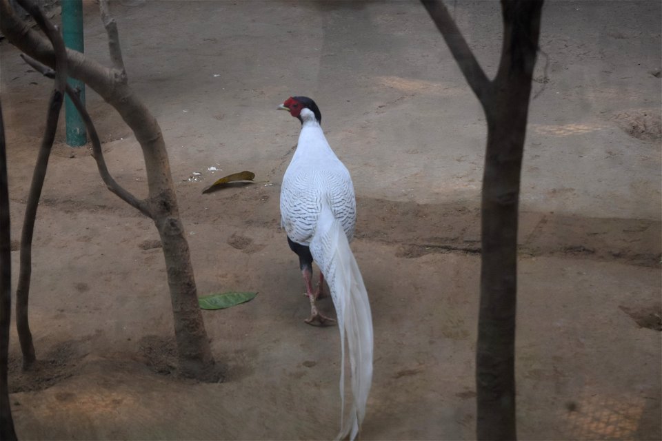 Lophura nycthemera - Male