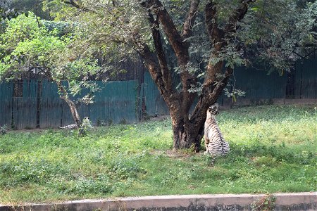 Panthera tigris
