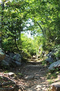 Footpath in summer forest photo