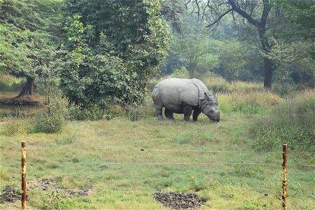 Rhinoceros unicornis