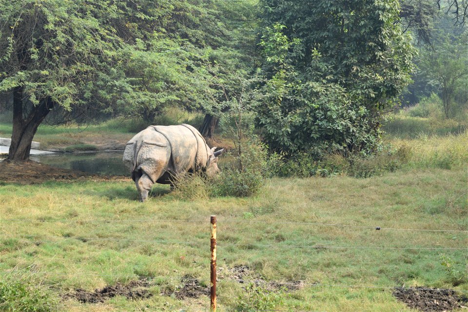 Rhinoceros unicornis
