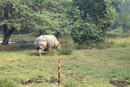 Rhinoceros unicornis