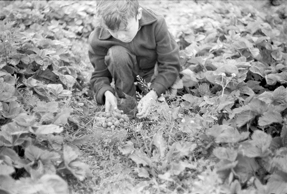 Boy picking strawberries in Berrien County, Michigan. Historic photo