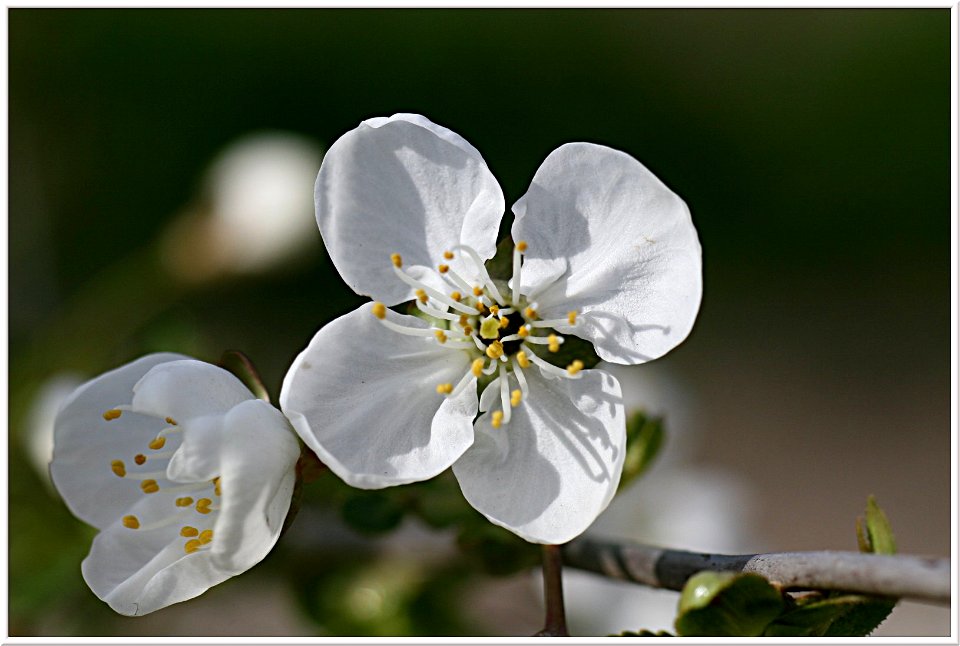 Kirschblüte