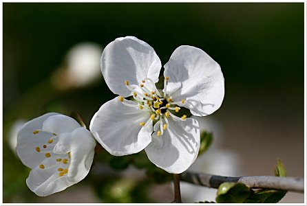 Kirschblüte photo