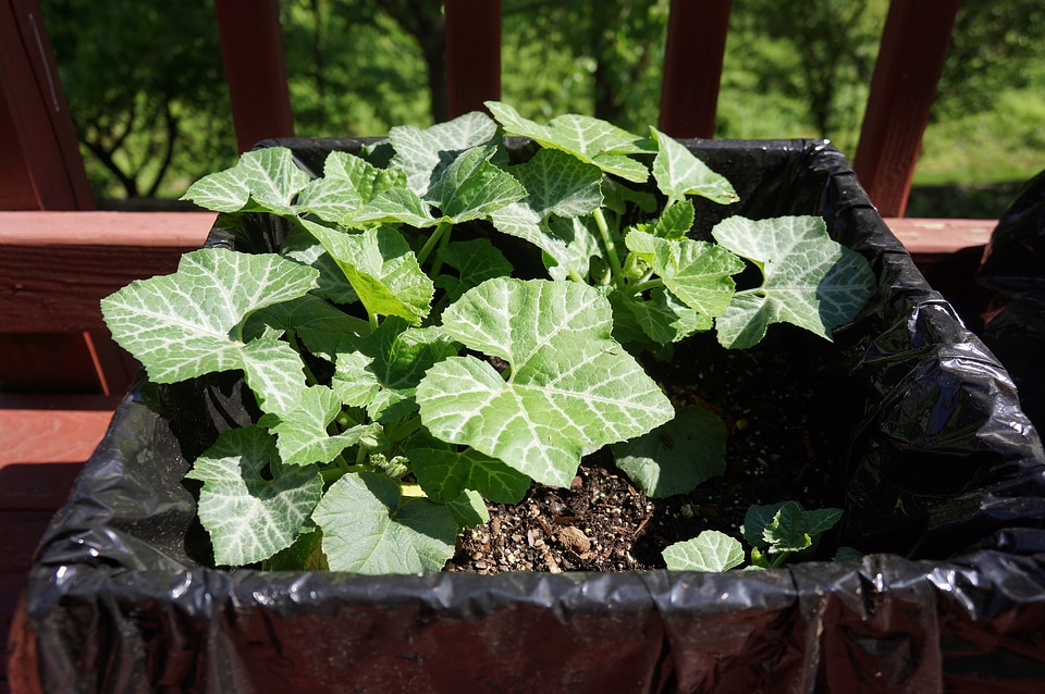 pumpkin plants in pots
