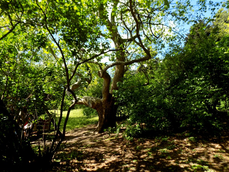 Hryshko National Botanical Garden