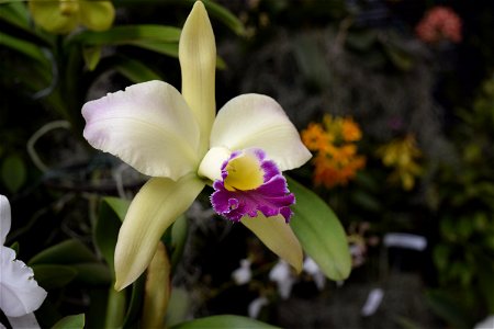 Orquidea Colombiana