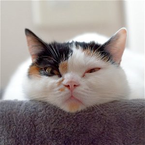 dozing...