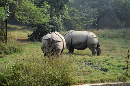 Rhinoceros unicornis