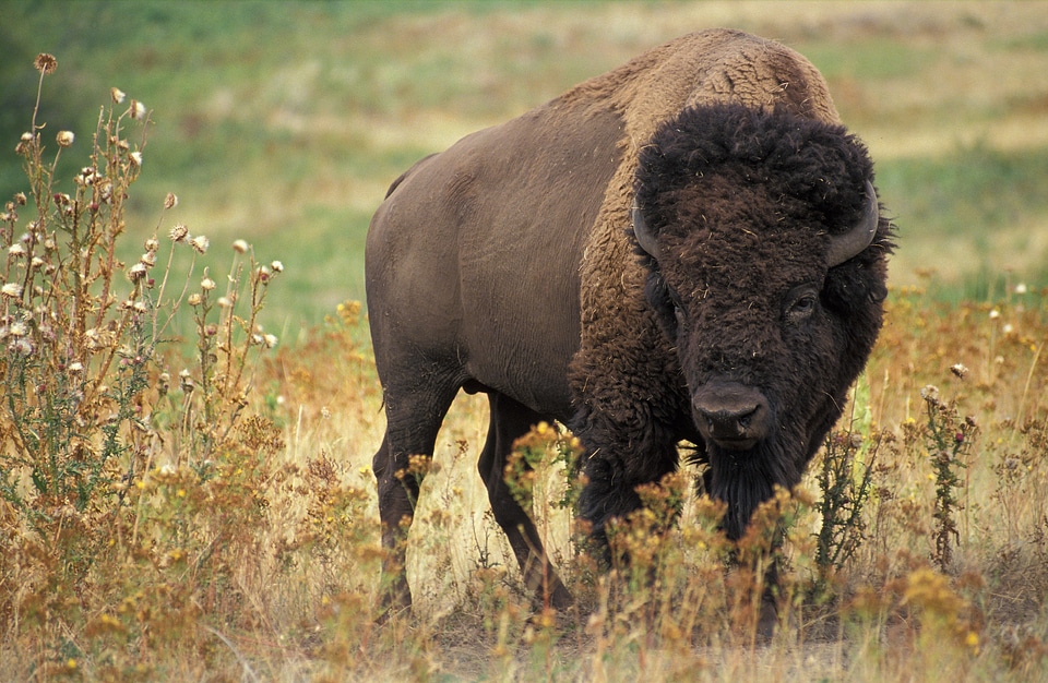 American Buffalo Bull scanning the area.