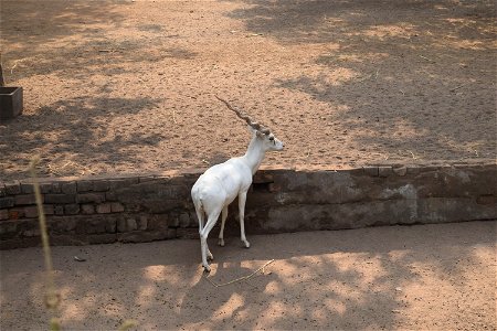 Antilope cervicapra - Male