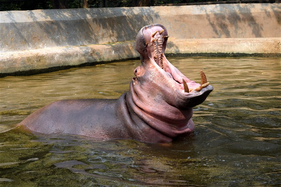 Hippopotamus amphibius