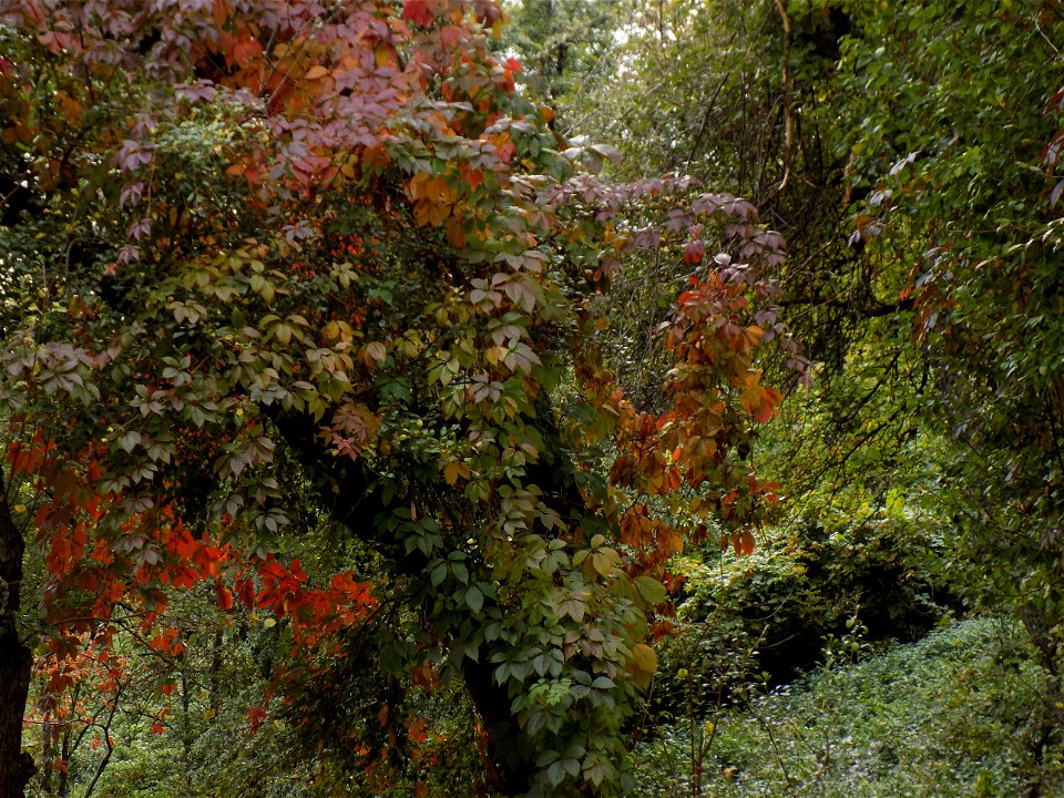 Hryshko National Botanical Garden