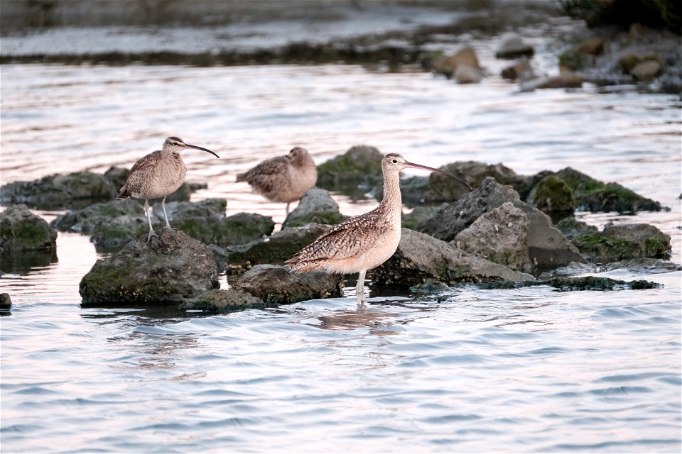 Long Billed Curlew, Herons Head, CA