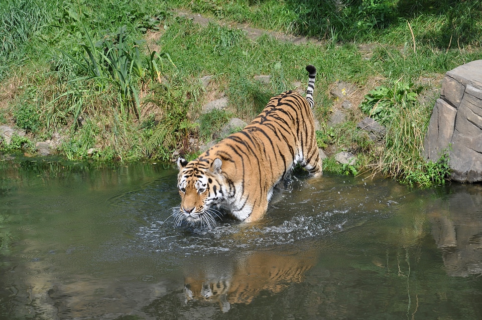 Siberian Tiger in water