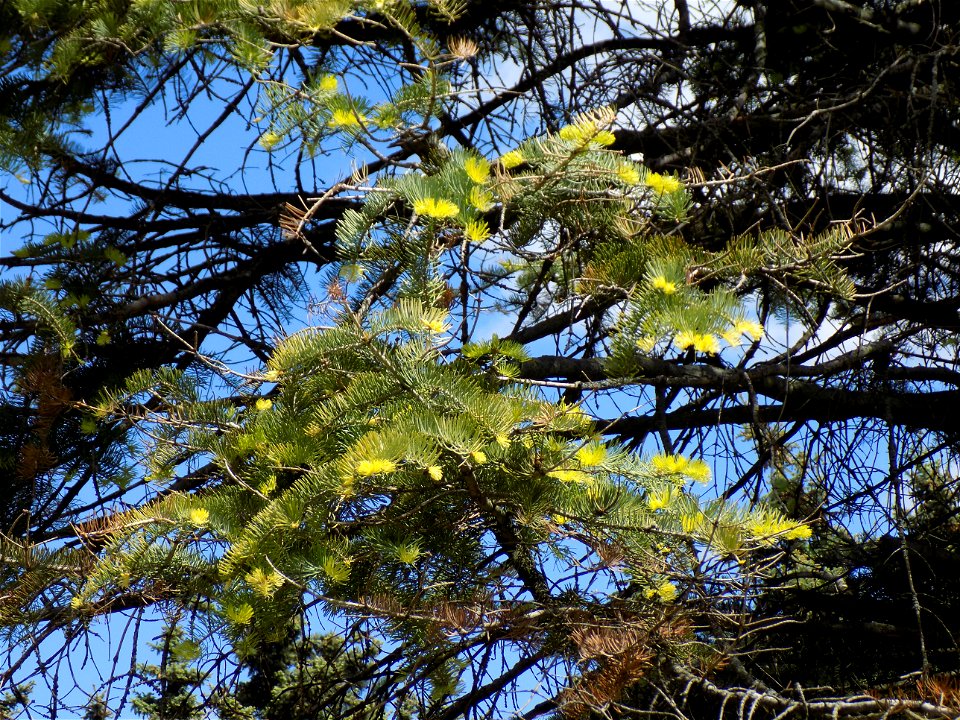 Hryshko National Botanical Garden
