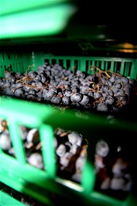 Le uve ne fruttaio | Lorenzo Fidora Valpolicella