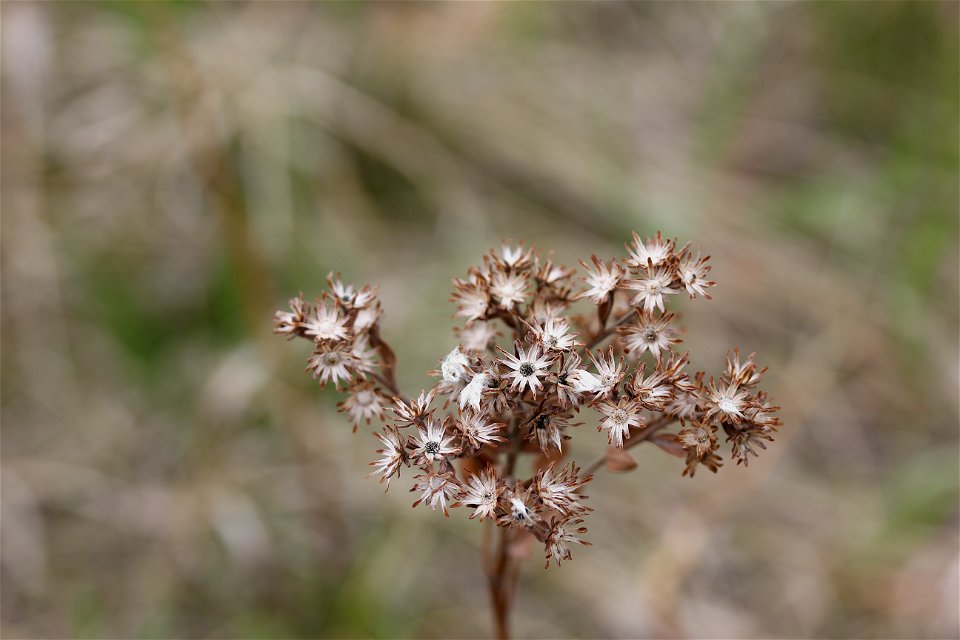 Fall flower
