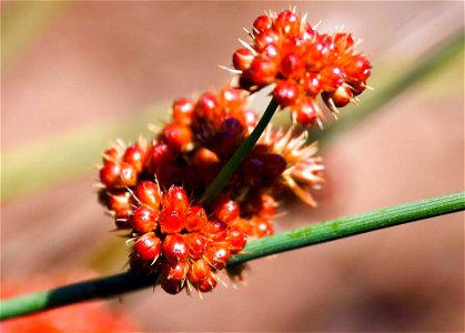Juncus patens