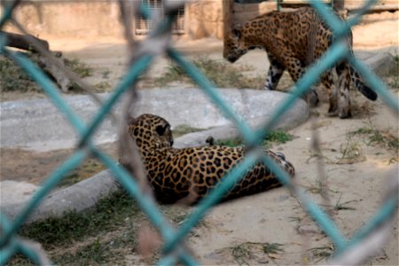 Panthera onca