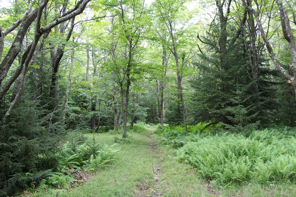 Trail through lush green forest in Dolly Sods