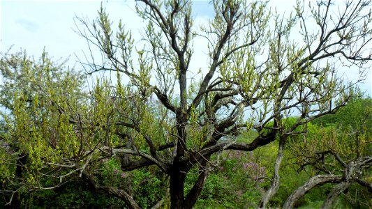 Hryshko National Botanical Garden