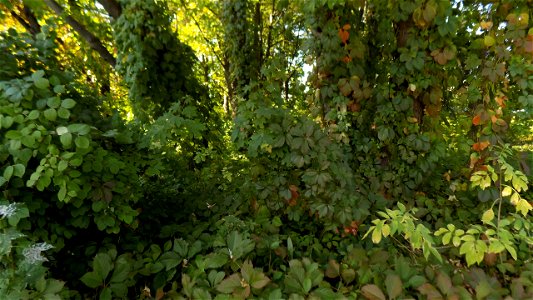 Hryshko National Botanical Garden