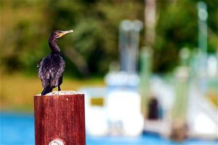 double crested cormorant