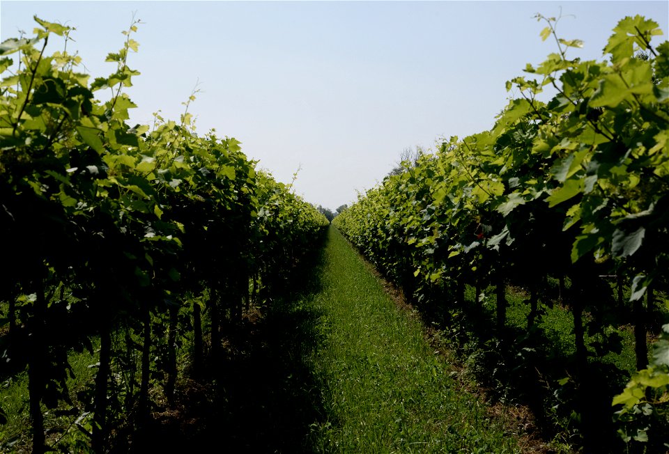 Vigneti Azienda Agricola Lorenzo Fidora