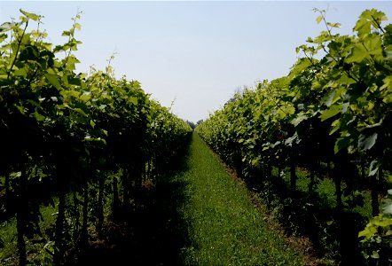 Vigneti Azienda Agricola Lorenzo Fidora photo