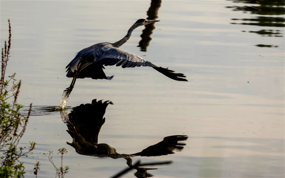 Héron cendré au marais de bonnance