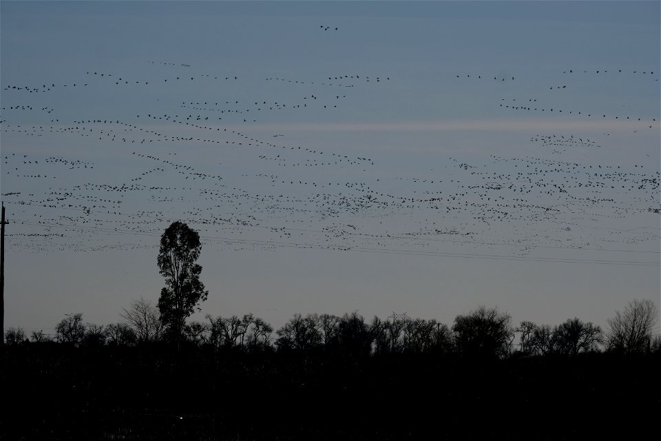 Yolo Bypass Wildlife Refuge, Pacific Flyover