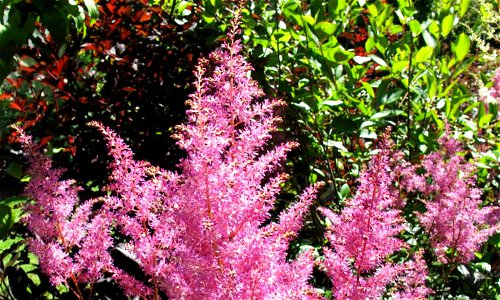 Astilbe Hyacinth