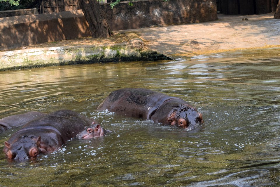 Hippopotamus amphibius